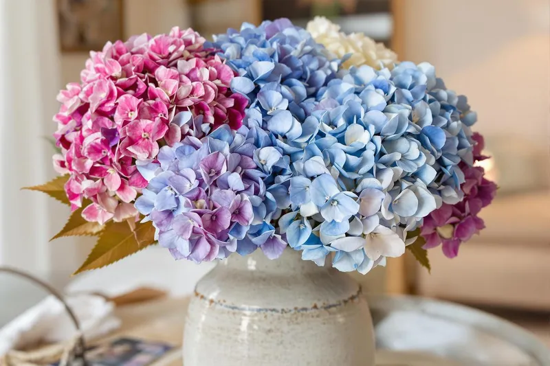 Comment faire sécher des hortensias en gardant leur couleur?