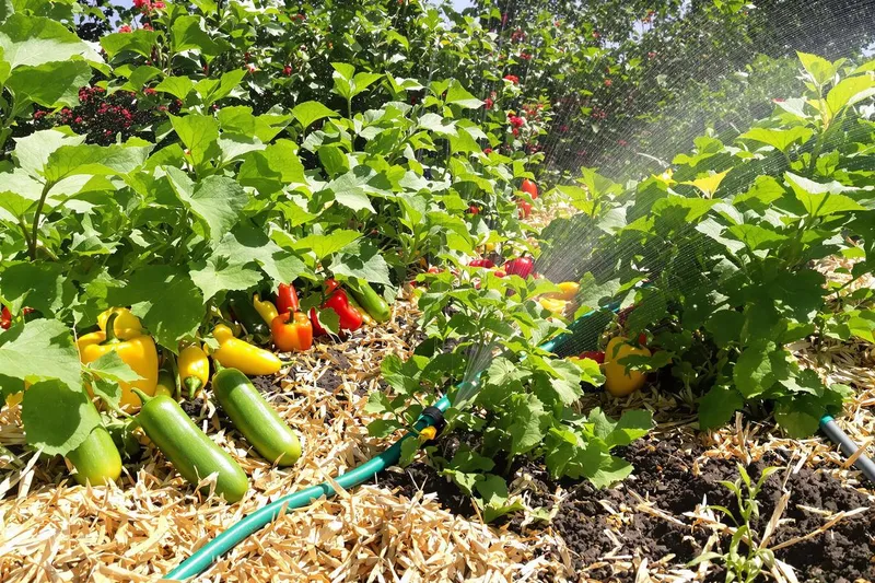 Comment garder votre potager bien hydraté en été et récolter des légumes croquants avec nos astuces anti-gaspillage d'eau