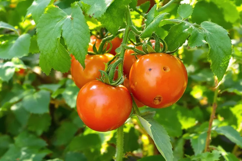 Comment identifier rapidement le parasite silencieux qui attaque vos tomates ?