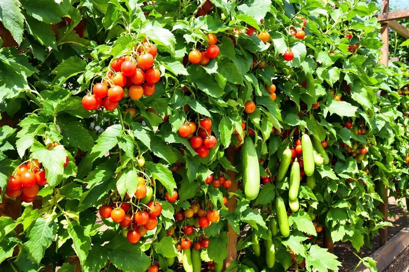 Comment j’ai triplé ma récolte de tomates et concombres en changeant d’emplacement
