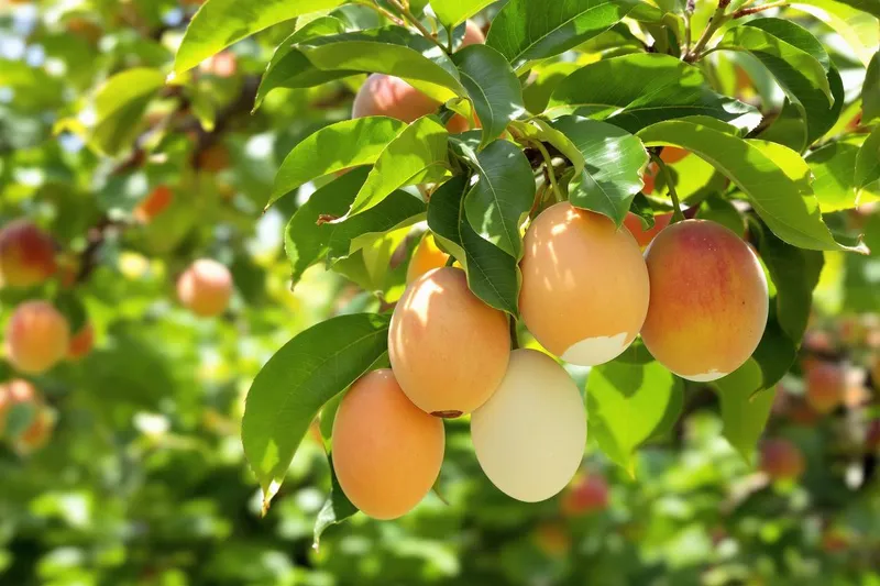 Comment les coquilles d'œufs peuvent-elles sauver vos pêchers de la cloque ?