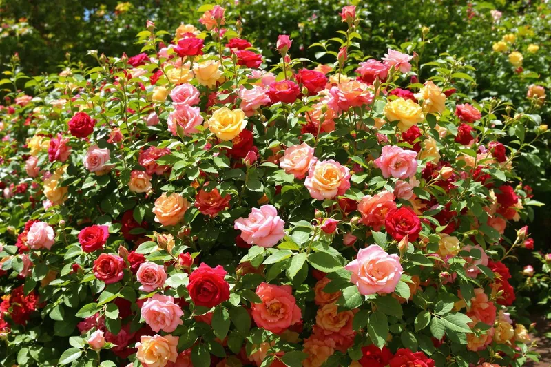 Comment les pros gardent leurs rosiers sans pucerons grâce à ce geste simple ?