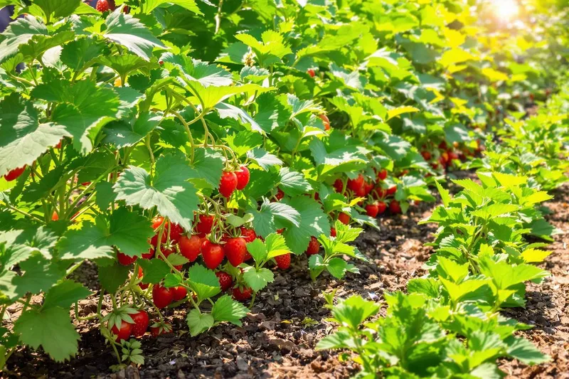 Comment multiplier vos récoltes de tomates, fraises et courgettes en juillet grâce à un geste simple face à la chaleur ?