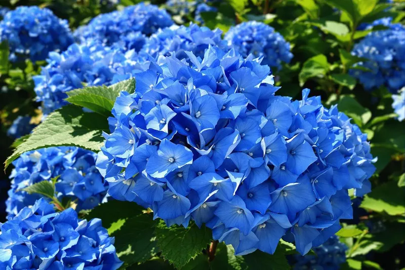 Comment obtenir des hortensias bleus spectaculaires grâce à cette astuce infaillible ?