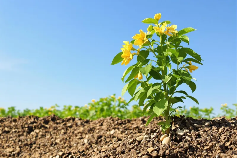 Comment poussent les arachides, arbre à cacahuète ?