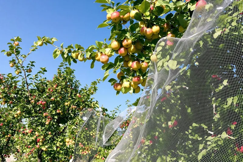 Comment protéger votre verger en juin : 4 astuces indispensables pour sauver vos pommes et cerises des oiseaux et nuisibles