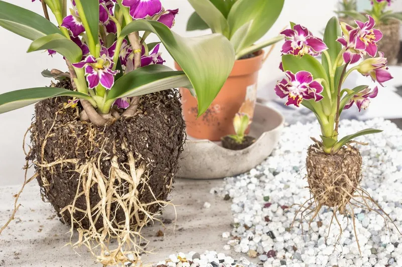 Conseils pratiques pour rempoter une orchidée