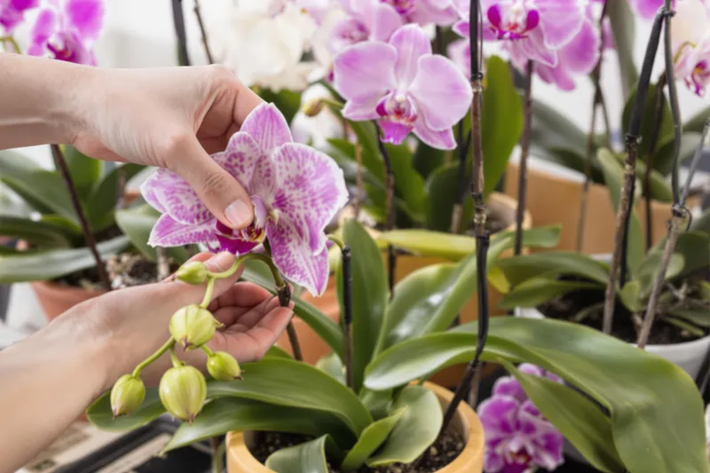 Comment rempoter une orchidée sans stress et éviter les erreurs