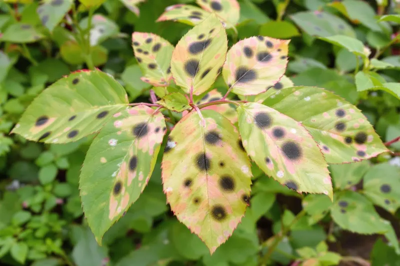 Comment sauver vos rosiers des taches noires avant qu'il ne soit trop tard ?