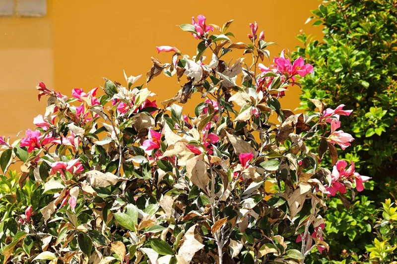 Comment sauver votre laurier-rose abîmé dès maintenant pour qu'il refleurisse en beauté ?