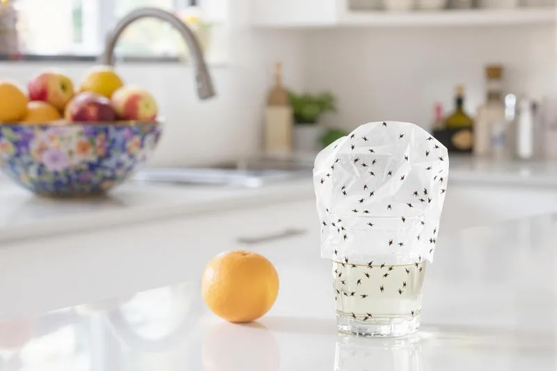 Comment se débarrasser de moucherons dans une cuisine ?