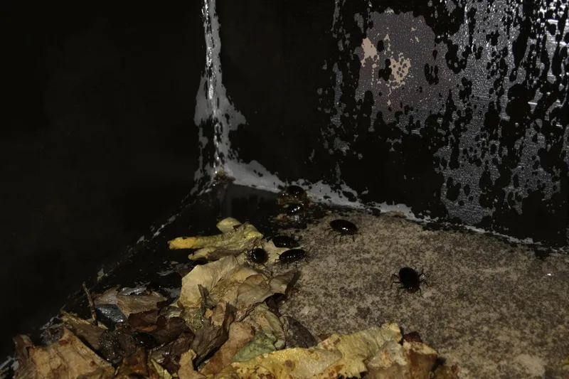 Comment se débarrasser des cloportes dans une maison