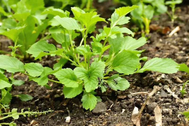 Solutions naturelles pour se débarrasser des fourmis dans le jardin