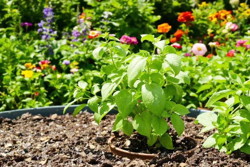Astuces pour éloigner les fourmis des plantes en pot