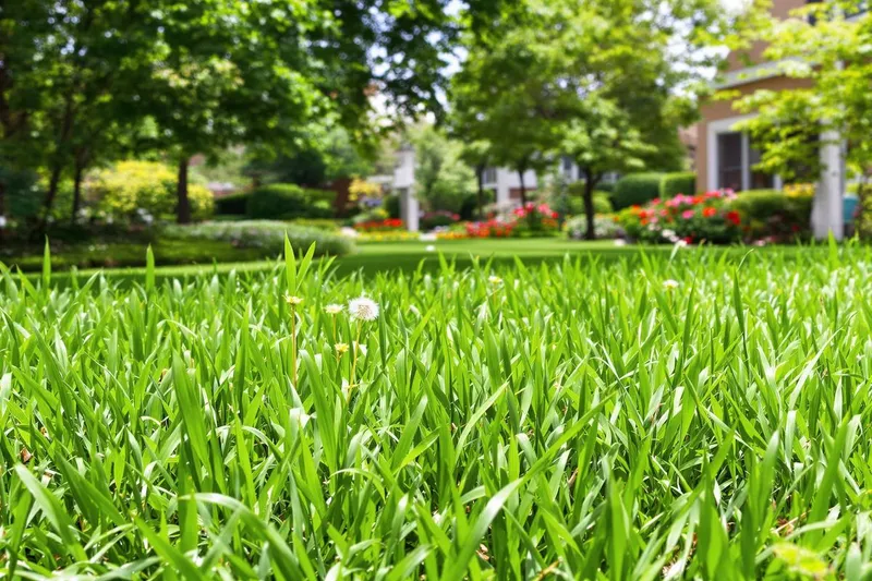 Comment se débarrasser des mauvaises herbes dans le gazon naturellement