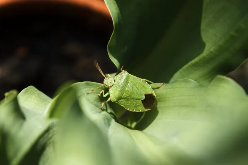 Comment se débarrasser des punaises de jardin