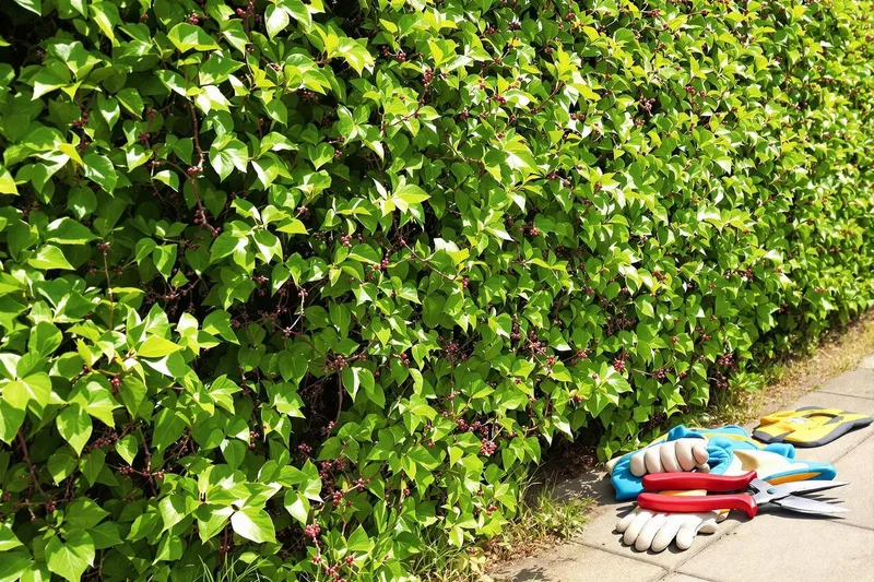 Comment supprimer les ronces dans une haie : solutions efficaces