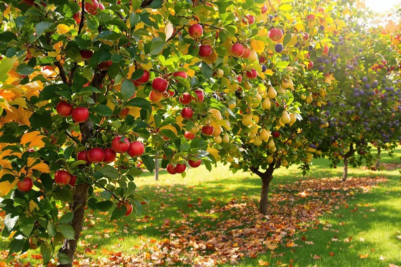 Comment tailler vos pommiers, poiriers et pruniers pour une récolte de printemps exceptionnelle ?