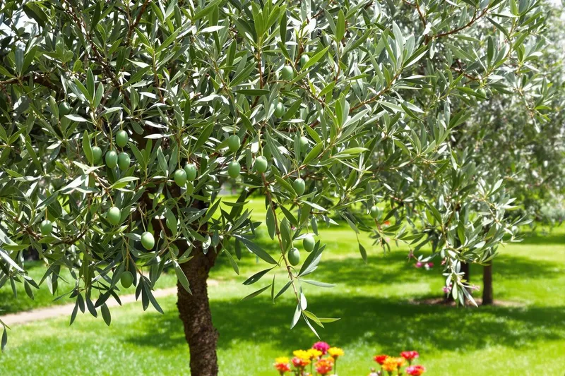 Guide pour tailler un olivier qui a perdu ses feuilles