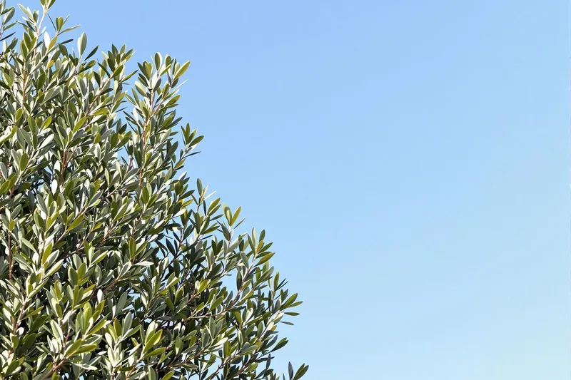 Tailler un olivier trop haut : méthodes efficaces