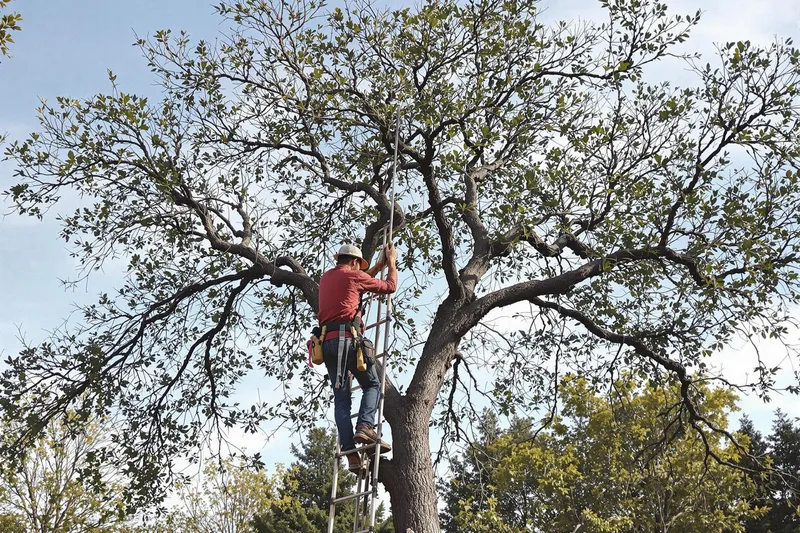 Comment tailler un olivier trop haut sans abîmer l’arbre
