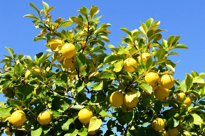 Comment traiter un citronnier dont les feuilles jaunissent?