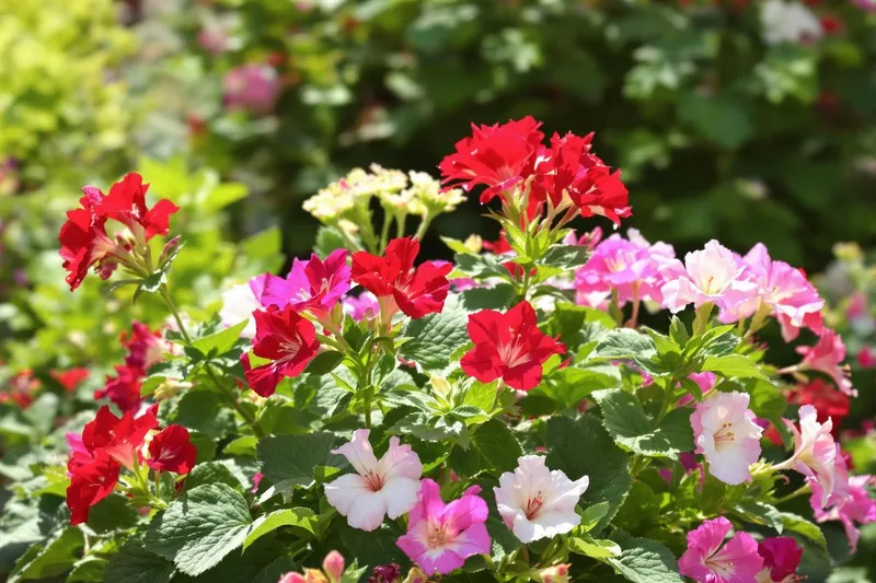 Comment transformer vos géraniums en cascade de fleurs avec ces astuces simples ?