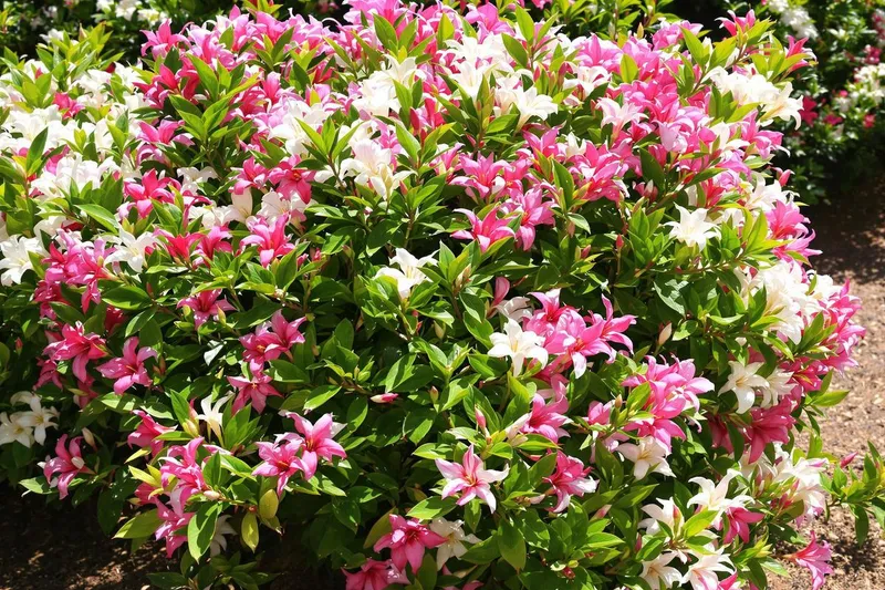 Comment un simple geste sur mon laurier-rose a transformé sa floraison de manière spectaculaire ?