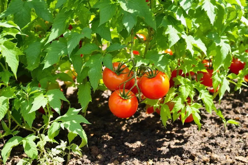 Comment une poignée d'orties sous les tomates révolutionne le jardinage selon les maraîchers ?