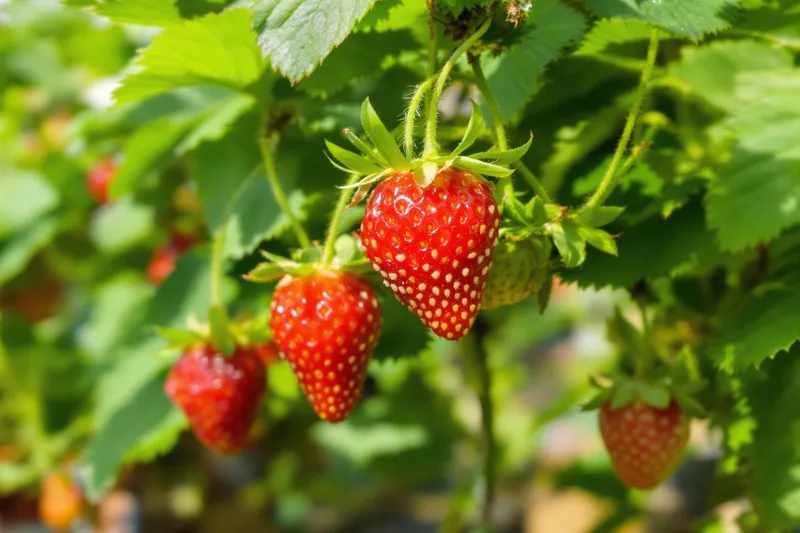 Comment une simple fraise peut décupler votre jardin de fraisiers à l'infini !
