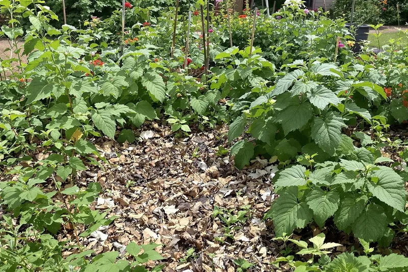 Comment une simple habitude de jardinage peut attirer des vipères en moins d'une semaine ?