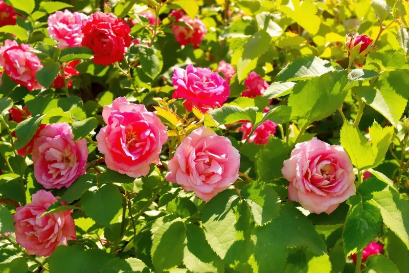 Comment une simple plante a transformé mes rosiers en éliminant les pucerons ?