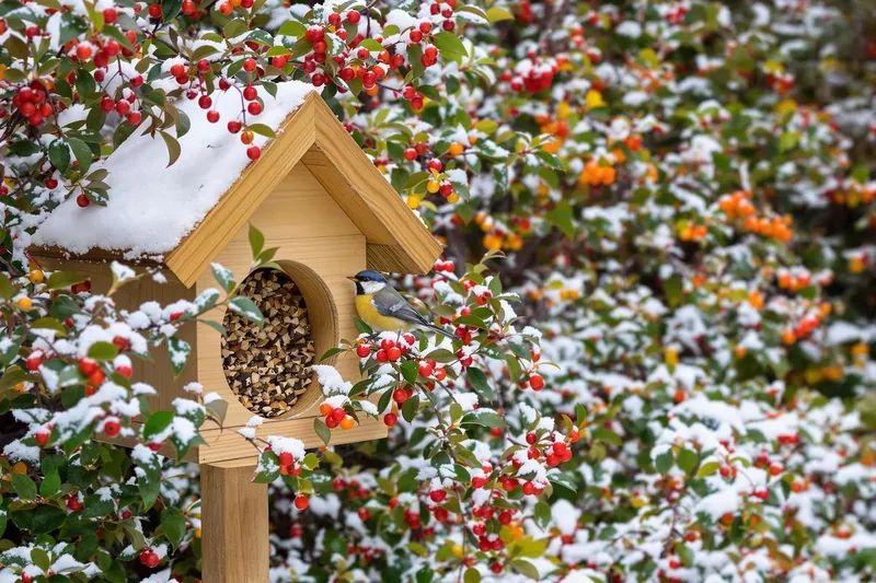 Créer un jardin refuge : voici comment nourrir les oiseaux malades en hiver sans mangeoires ?