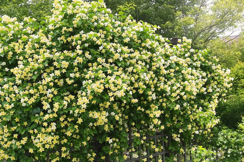 Créez un écrin parfumé et discret avec cette plante grimpante