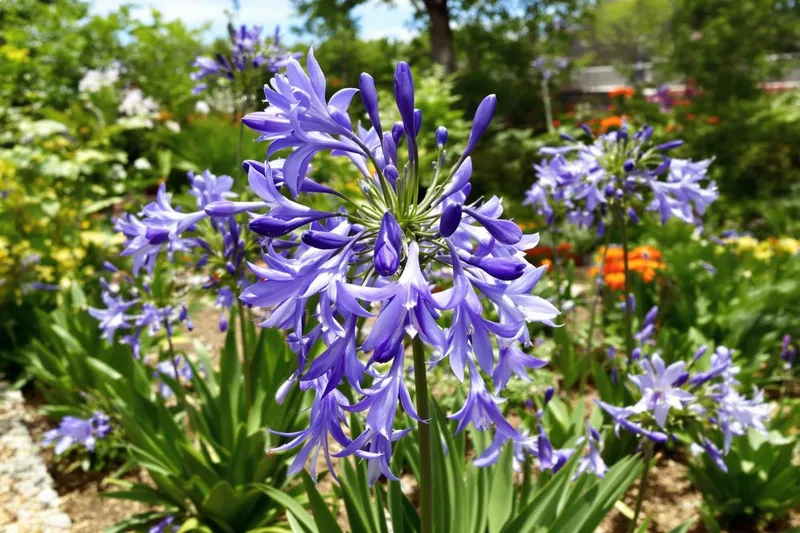 Créez un jardin unique : multipliez vos agapanthes à l'infini en récupérant les graines