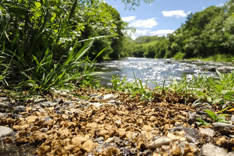 Crotte de loire : comment les identifier et les gérer