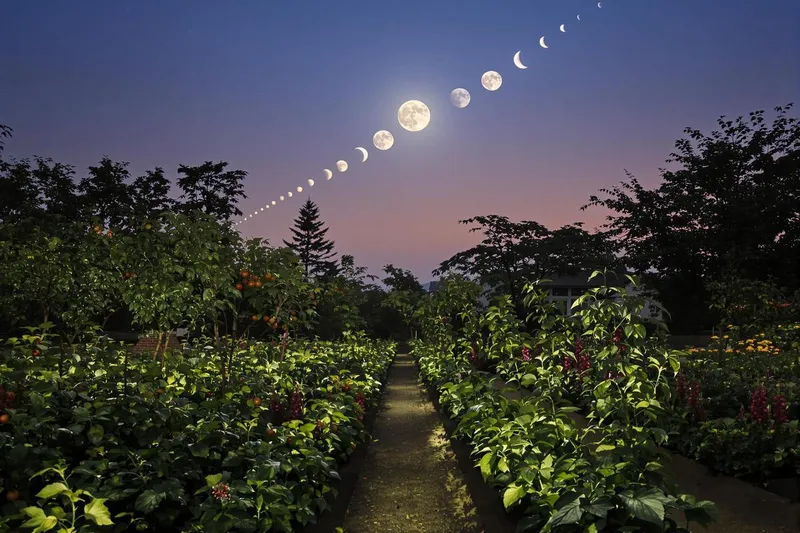 Cultivez votre jardin avec la lune : Les secrets d'un potager abondant en mars 2025