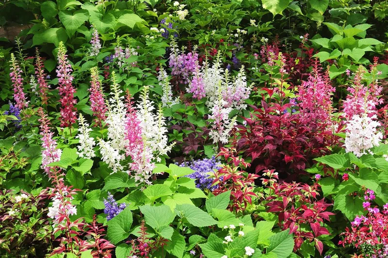 Découvrez 5 vivaces éblouissantes qui transforment votre jardin ombragé en spectacle floral