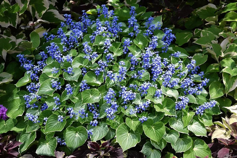 Découvrez cette plante incroyable qui pousse à l'ombre, résiste à tout et embellit votre jardin toute l'année