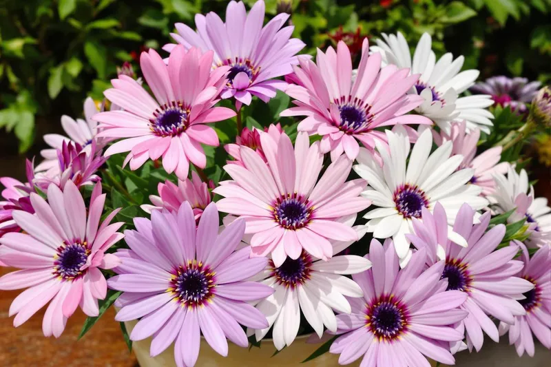 Découvrez cette vivace en pot : une alternative bluffante et sublime aux géraniums