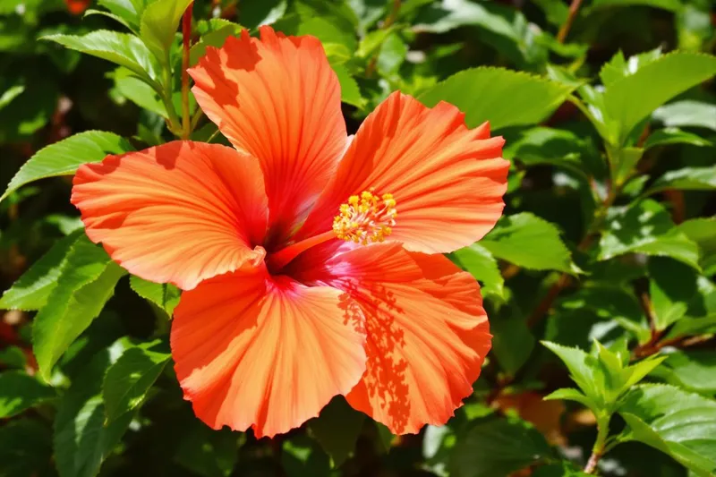Découvrez comment cultiver la fleur star de l'été dans votre jardin