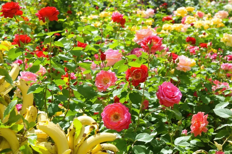 Découvrez comment un fruit commun transforme vos rosiers dès mai
