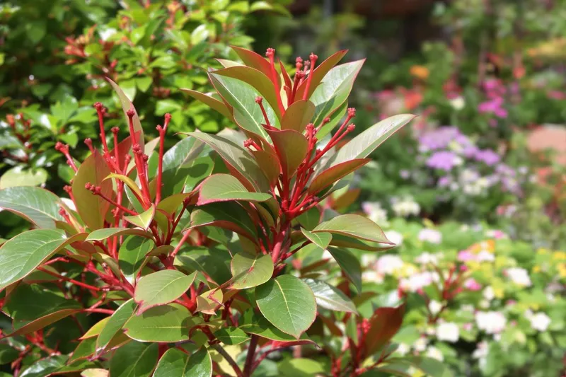 Découvrez enfin le bon moment pour tailler votre photinia et éviter les erreurs courantes