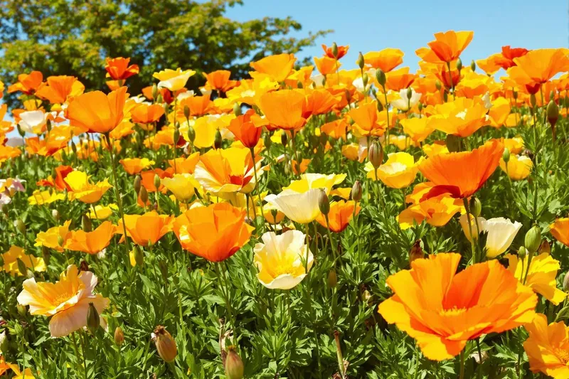 Découvrez la fleur ultra facile à cultiver qui transformera votre jardin sans entretien