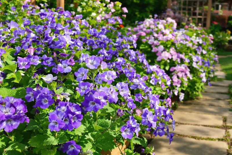 Découvrez la magie du géranium Rozanne, la plante vivace star du jardinage !