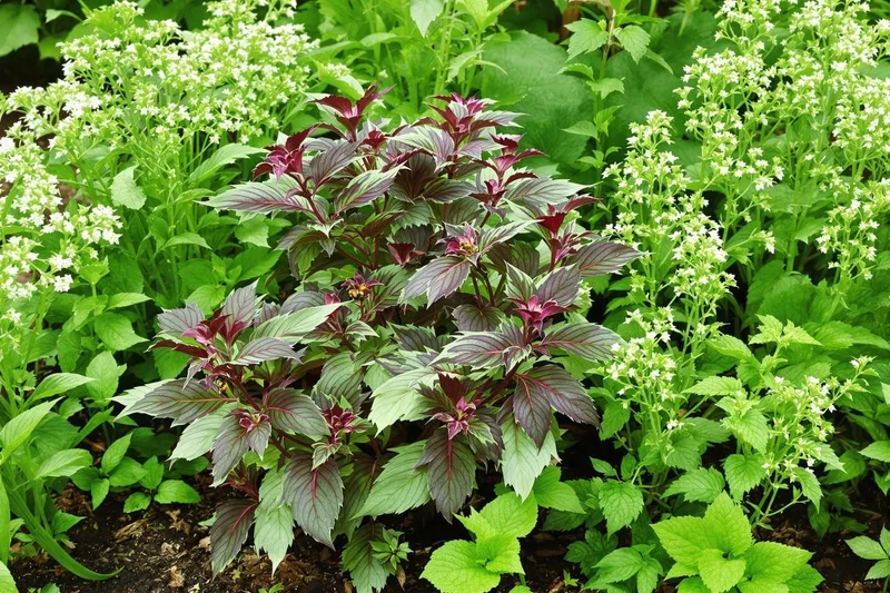 Découvrez la plante qui pousse toute seule, parfume vos plats et garde le sol propre