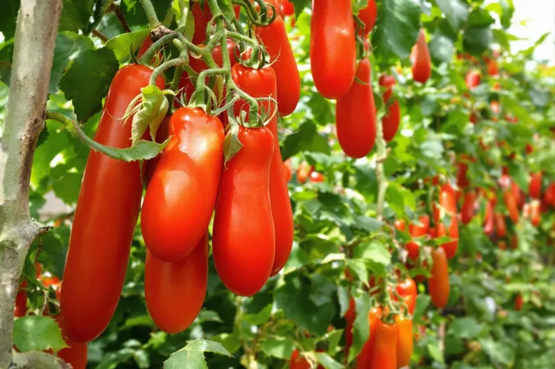 Découvrez la tomate parfaite : optez pour cette variété pour une abondance de saveurs et de récoltes