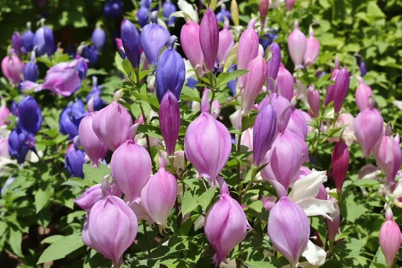 Découvrez la vivace à planter maintenant pour sublimer votre jardin avec élégance