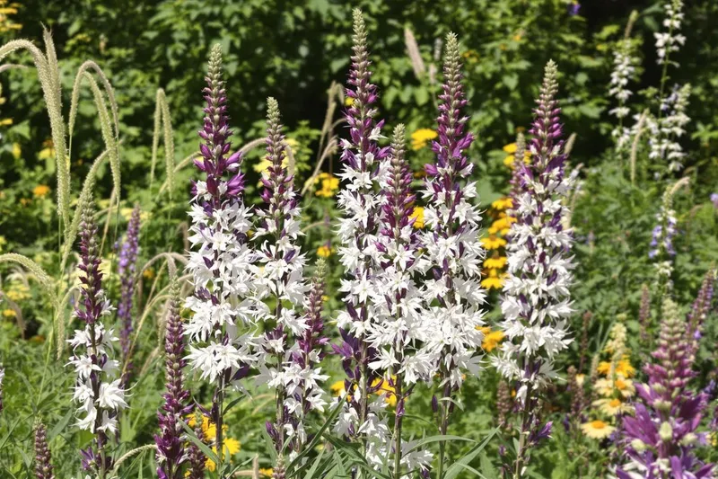 Découvrez la vivace qui fleurit comme un feu d'artifice et sublime votre jardin en un instant