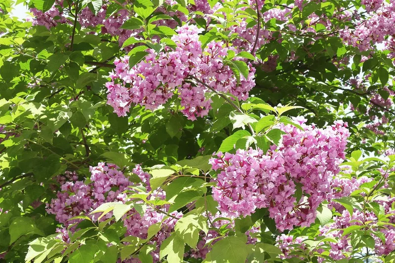 Découvrez l'arbre étonnant qui pousse rapidement, résiste à la chaleur et fleurit magnifiquement au printemps